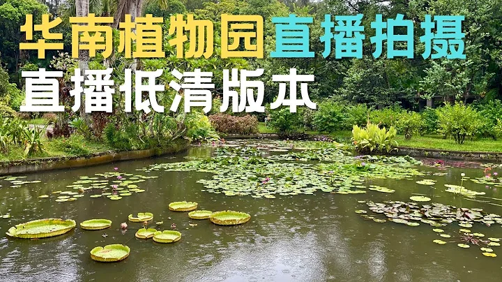 【廣州漫步】華南植物園直播拍攝 Walk in GuangZhou（低清無廣告版本） - 天天要聞