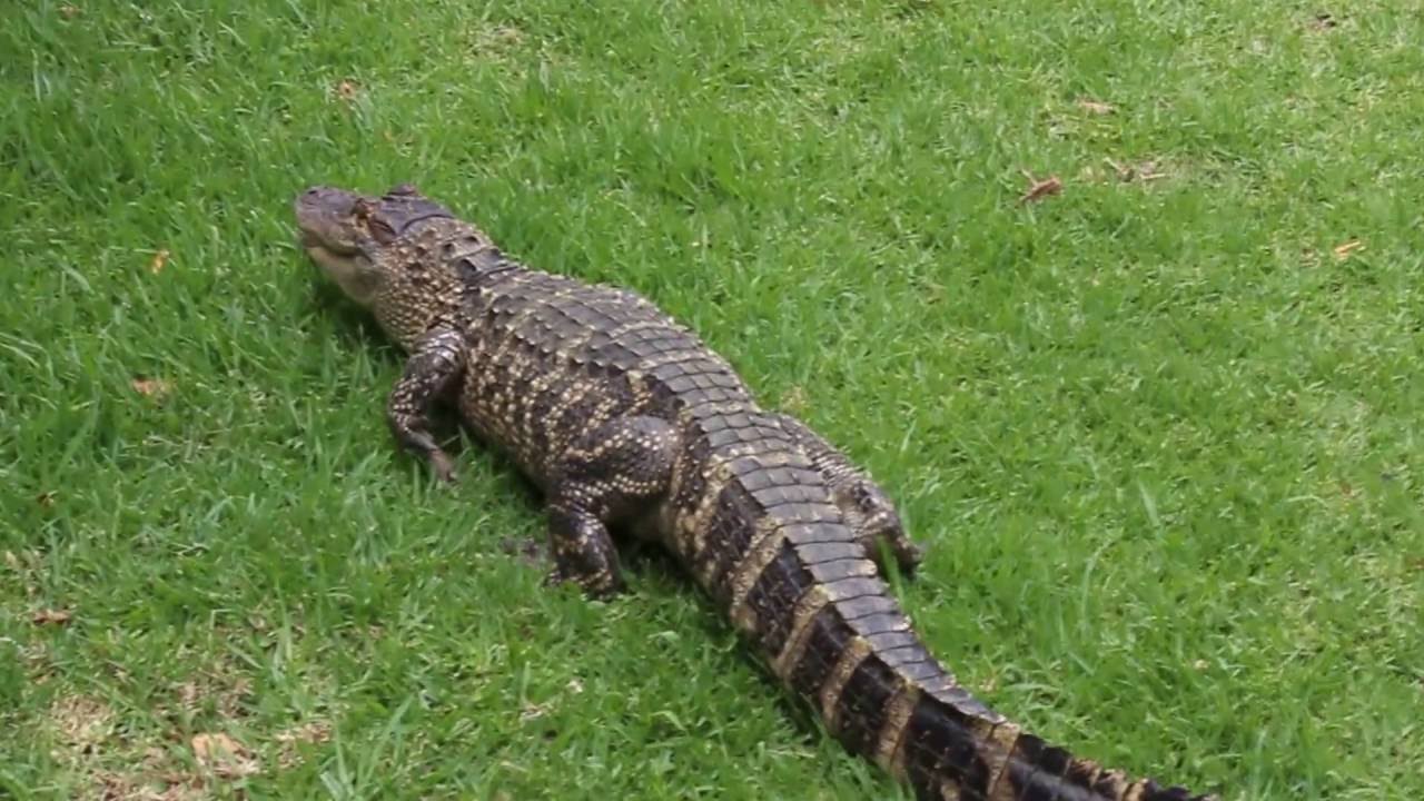 Twoyearold alligator spotted in Brakpan YouTube
