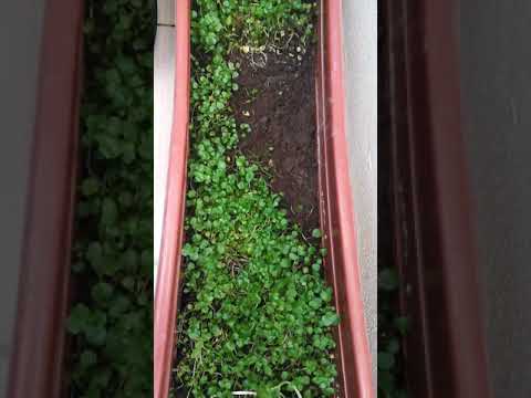 Video: Su teresi Yetiştiriciliği - Bahçede Su teresi Nasıl Yetiştirilir