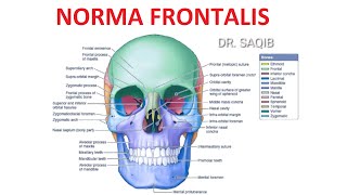 Norma Frontalis