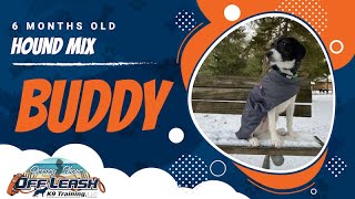 Hound Mix Becomes the Ultimate Hiking Companion | Off Leash K9 Jersey Shore | Best | Dog Training