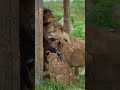 【ママ一直線🦁💕】シルクの猛アピールにずっこけ？アース🦁｜のんほいパーク #shorts