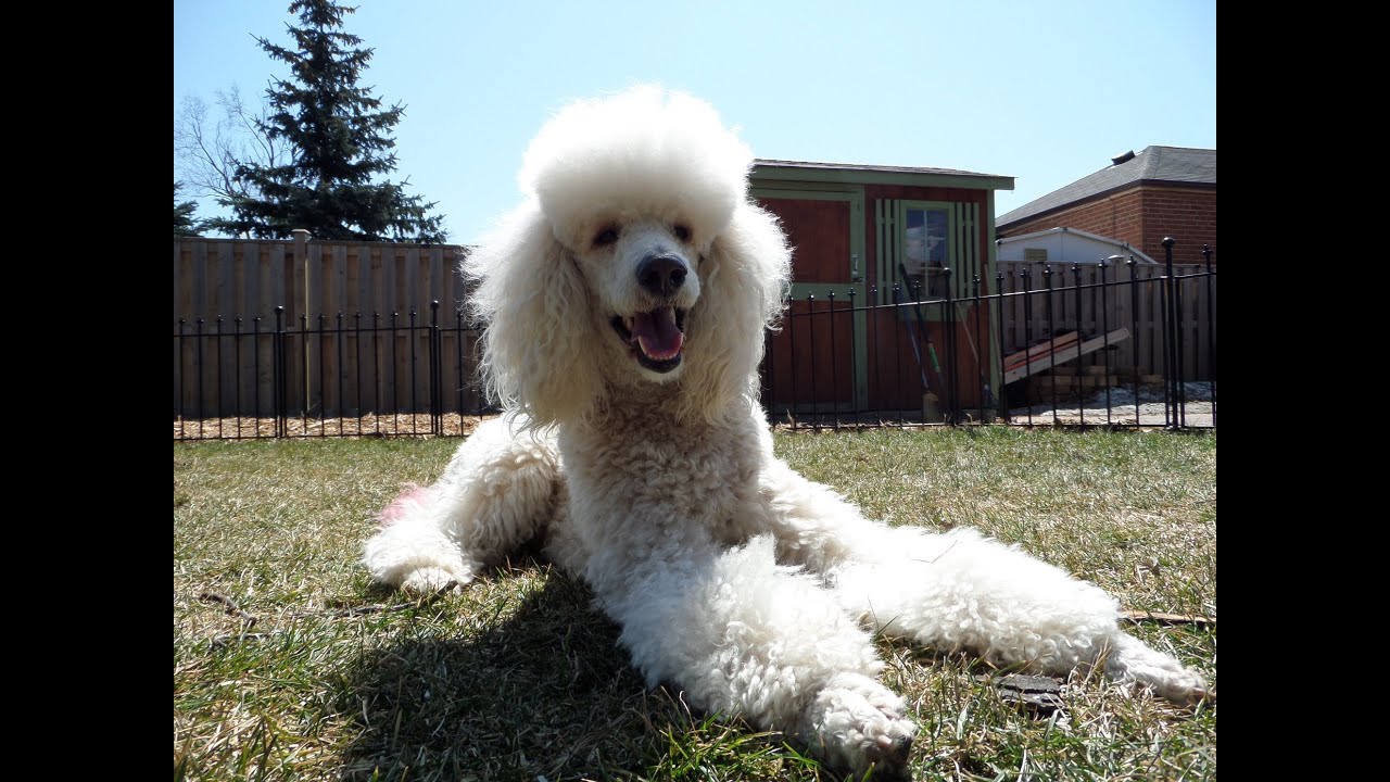 Beautiful Standard Poodle enjoying a nice spring day - YouTube