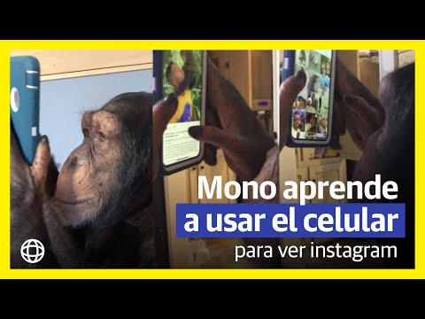 Video: El Chimpancé Aprendió A Usar El IPhone Como Un Humano