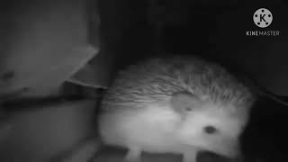 The Hedgehog Sneeze