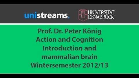 01. Video Action and Cognition WS 12/13 - introduction and the mammalian brain - unistreams