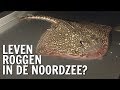 Leven roggen in de Noordzee? | De Buitendienst over Roggen