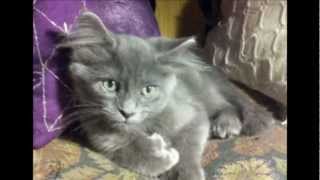 Tribute to the Nebelung Cat  I