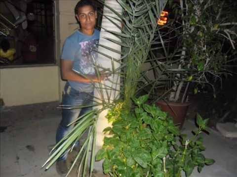 مهرجان السيوف شماعة والعصافرويه