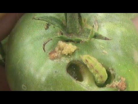 🍅💯✅Cum Combatem Omida