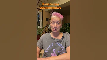 Замиокулькас и солнце: вредно или нет?