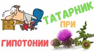 Татарник: лечебные свойства и противопоказания, цена и приготовление.