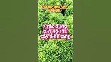 7 Tác dụng bất ngờ từ cây đinh lăng #dinhdhuong #dinhlang #khoedepsonghanhbacgiang #chamsocsuckhoe