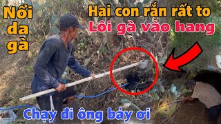 ÔNG BẢY Kiệt sức CẦU Cứu ! Hai con rắn rất to quay lại ăn hết đàn gà ngày đêm / Thanh Vi Từ Thiện