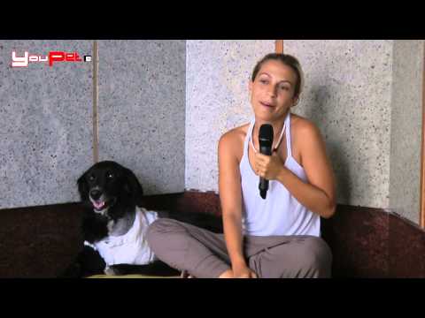 Video: I cani diventano gelosi?