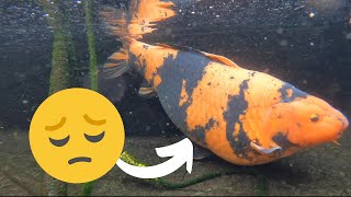 The Koi Growth Conflict: Unveiling the Hidden Dangers of Forcing Rapid Growth