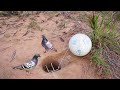Unique Quick Pigeon Bird Trapping Using Ball & Hole/ #diy trapping / #reels