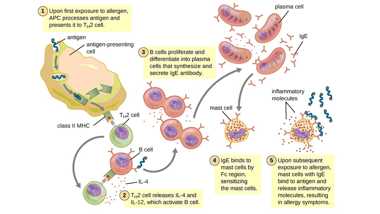 Chapter 19 OpenStax Microbiology 
