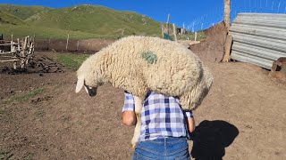 БАРАН НА ВЕРТЕЛЕ (Баран на Уке) В КАЗАХСТАНСКИХ ГОРАХ