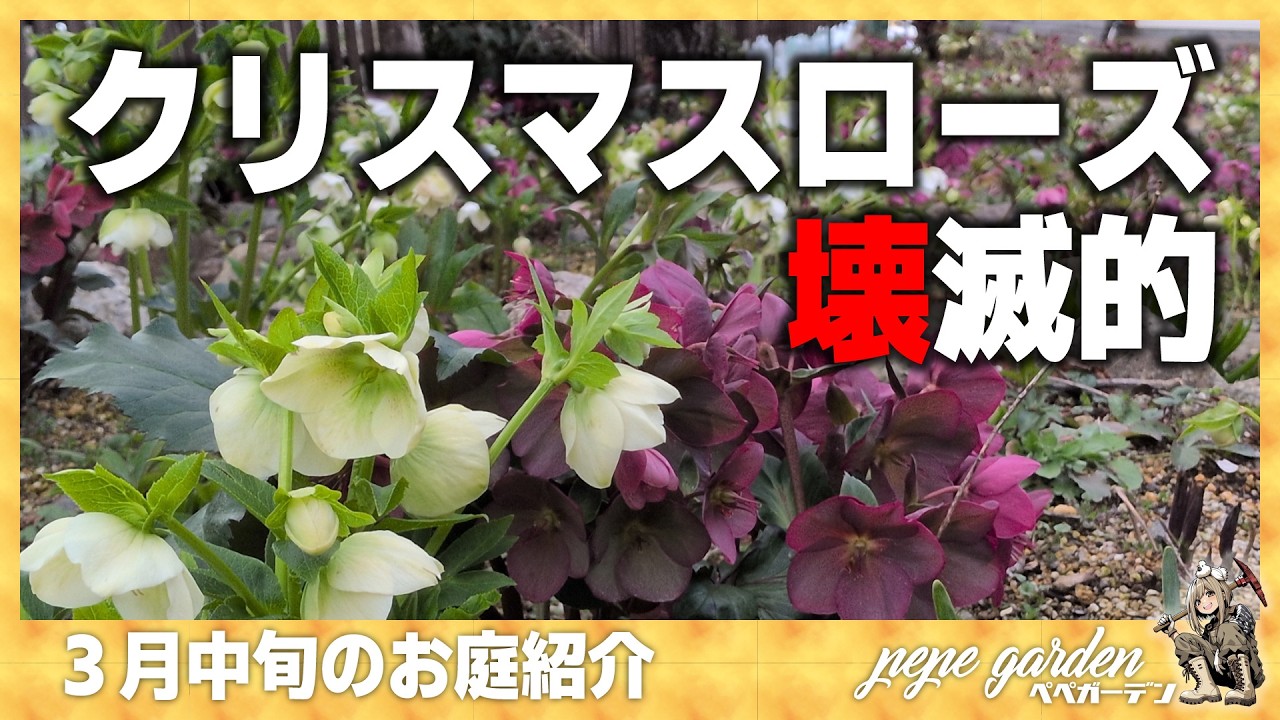 ぱぺこ クリスマスローズ 小苗 SDソレイユ（銅葉）セルフ Emergency] Are Christmas roses blooming this year? I tried to