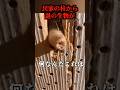 民家にモンゴリアンデスワームが…#uma #未確認生物 #未確認生命体