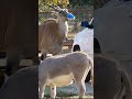Antelope steals cup with food #funny #antelope #safari