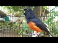 Murai Batu Ini Sontak Bikin Murai Lain Tetap Gacor Dan Ngeplong Hanya Dengan Sekali Pancingan Saja Mp3 - Mp4 Download