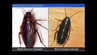 Cbse Class 11 Biology Morphology Of A Cockroach By Shiksha House