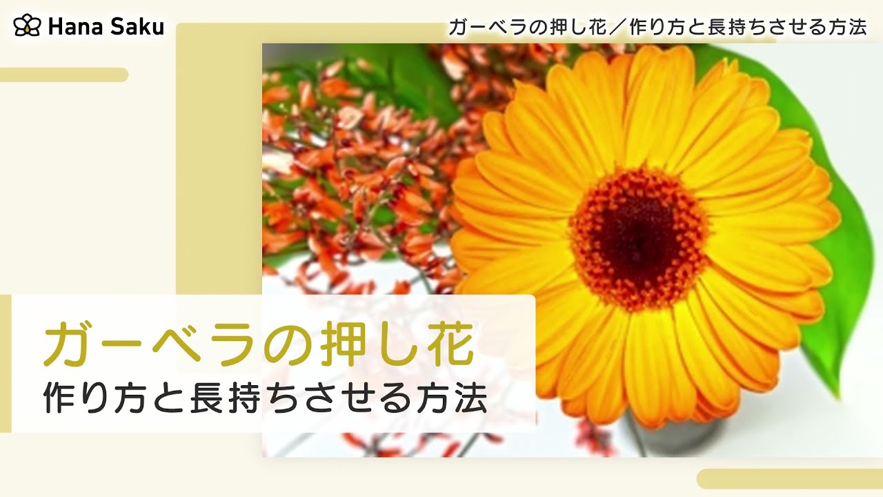 ガーベラの押し花って難しい 簡単な作り方と長持ちさせる方法 Hanasaku