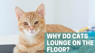 Why Do Cats Lay in the Middle of the Floor?