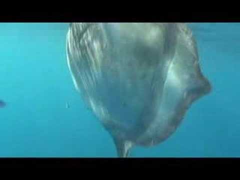 Galápagos: First Ever Sighting of the Masturus