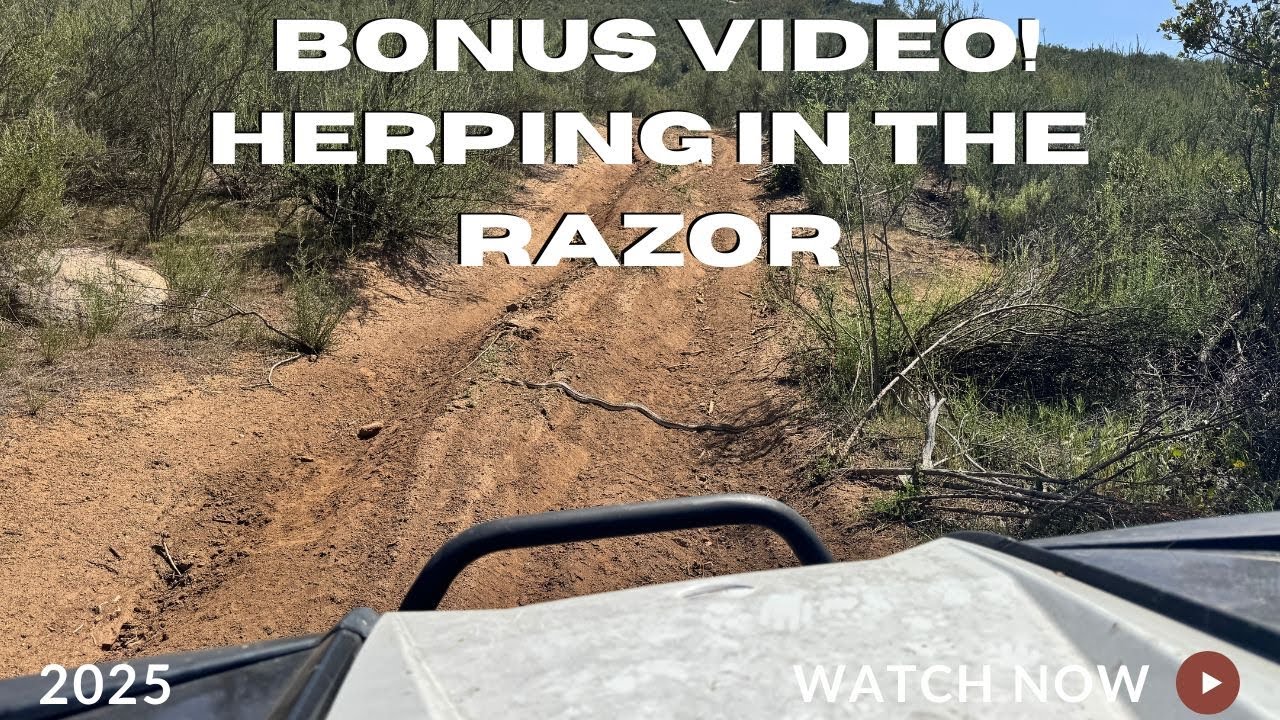 Bonus Video! Herping in Our Razoron the Backroads!