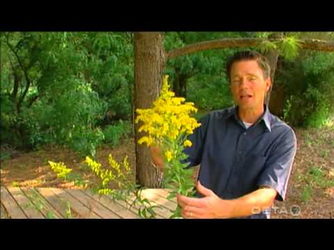 Video: What Is Flat Top Goldenrod: Tips för att odla gräsbladiga Goldenrod-växter