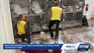 Chihuahuas rescued from Tennessee hoarding case face long road to recovery