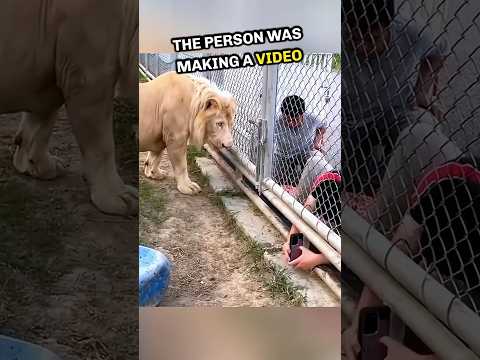 Hungry Lion is