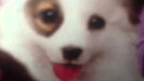 CUTE PUPPY