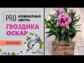 Гвоздика Оскар  - сортовая серия махровых гвоздичек |  Что сделать, чтобы гвоздика цвела дольше