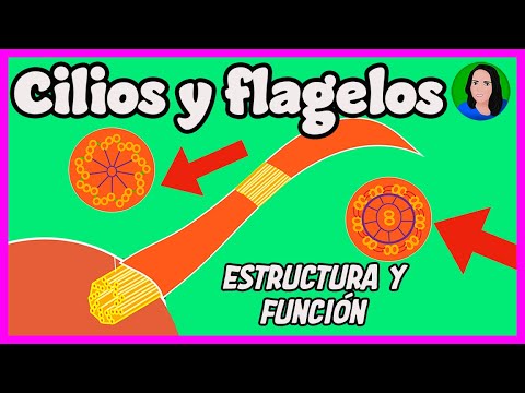 Video: ¿Cuál es la función de los cilios y flagelos?