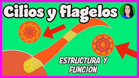 Cilios y flagelos: Estructura y función