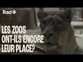 Les zoos ontils encore leur place  animaux  rad