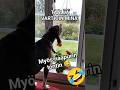 Vartiointi kunnossa 💪 #funny#dog#shorts#finland#suomenajokoira