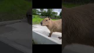 Ok I Pull Up 🍉 #Capybara