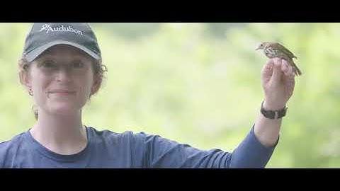Bird banding and forest management in the Adirondacks