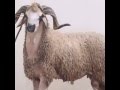 اكبر واجمل خروف في العالم تبارك الله