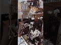 【16匹】異臭漂う部屋に猫たちが取り残されていた…飼い主の病気で止まったお世話...ニャンコたち新しい生活の行方とは!?【保護猫】