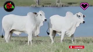 Huge Bulls of Boran breed ❤️💚 Hurwitz Farming South Africa👍@cow video