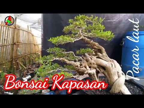 BONSAI KAPASAN UM ANTON MAUK  CERODENDRUM MERME @adiegreenlandBonzees