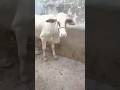 #cow #cattleworld #cattle #cattleyard #animals #bullfarm #cowandbull #cowlover #cattledisease