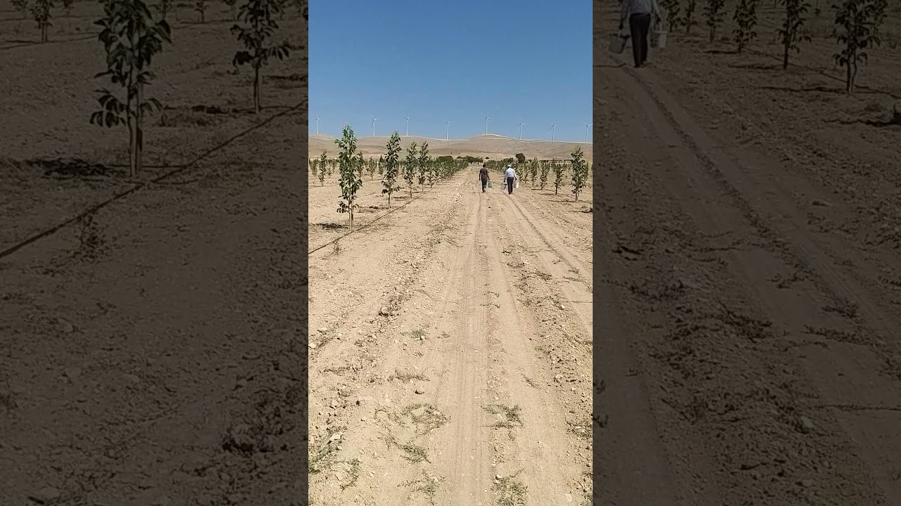 Tohumdan ceviz bahçesi kurmanın farkı