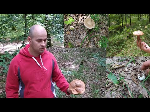 Video: Terina știucă Cu Ciuperci De Pădure